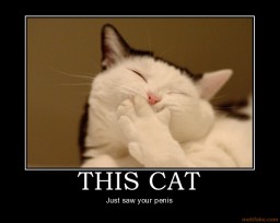 this-cat-penis-cat-haha-demotivational-poster-1261088714.jpg